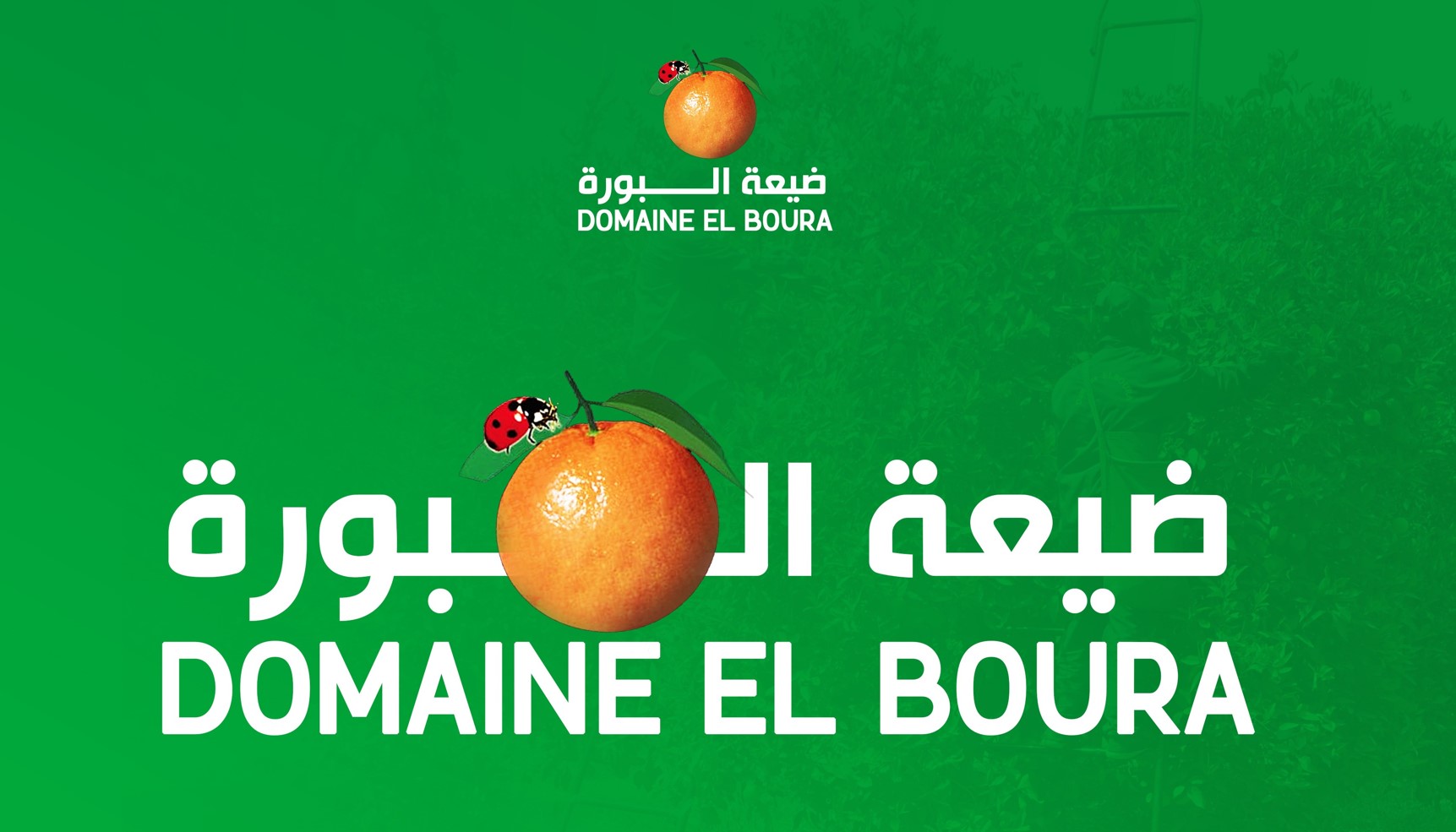 فرصة عمل Chargé de la Logistique في DOMAINES EL BOURA بتارودانت 